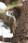 Nam_1661 Bearded Woodpecker
