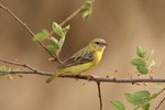 Nam_1663 Southern Masked Weaver