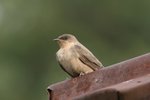 Nam_1675 Common House Martin