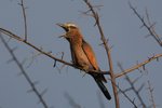 Nam_1677 Purple Roller