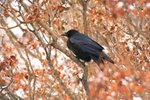 Hok_014 Common Raven