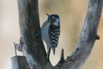 Hok_228 Japanese Pygmy Woodpecker