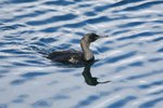 Hok_759 Pelagic Cormorant
