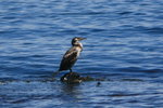HokE_102 Japanese Cormorant