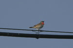 HokE_103 Siberian Rubythroat
