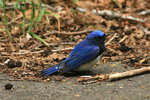 HokE_193 Blue-and-white Flycatcher