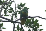 NC_025 Cloven-feathered Dove