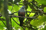 NC_034 Goliath (New Caledonian) Imperial Pigeon