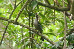 NC_136 New Caledonia Friarbird