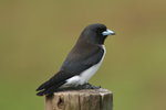 NC_152 White-breasted Woodswallow