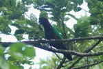 Fiji_022 Red-shinning Parrots