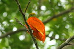 Fiji_025 Orange Dove
