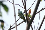 Fiji_029 Many-coloured Fruit Dove