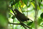 Fiji_031 Friendly Ground Dove
