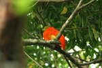 Fiji_033 Orange Dove