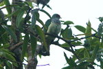 Fiji_036 Many-coloured Fruit Doves
