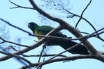 Fiji_142 Sulphur-breasted Musked Parrots