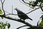 Fiji_164 Barking Pigeon