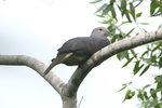 Fiji_167 Barking Pigeon