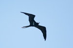 Fiji_192 Lesser Frigatebird