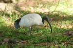Tas_013 Australian White ibis