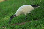 Tas_014 Australian White ibis