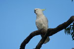 Tas_019 Suphur-crested Cockatoo