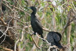 Tas_026 Little Black Cormorant