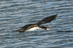Tas_068 Black-faced Cormorant