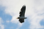 Tas_327 White-bellied Sea Eagle