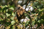 Eth_021 Speckled Mousebird