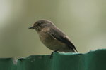 Eth_027 African Dusky Flycatcher