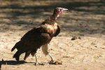Eth_121 Hooded Vulture