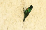 Eth_128 Beautiful Sunbird