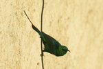 Eth_129 Beautiful Sunbird