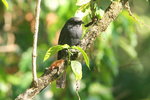 Eth_131 Northern Black Flycatcher