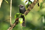 Eth_132 Northern Black Flycatcher