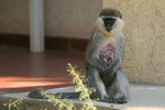 Eth_134 Grivet Monkey