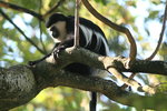 Eth_135 Guereza Colobus