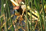 Eth_138 African Jacana