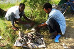 Eth_142 Tilapia fish