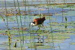 Eth_145 African Jacana