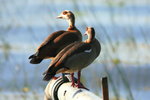 Eth_147 Egyptian Goose