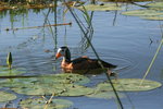 Eth_148 African Pygmy Goose