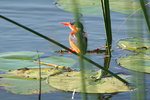 Eth_149 Malachite Kingfisher