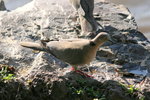 Eth_150 African Mourning Dove