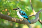 Eth_151 Woodland Kingfisher