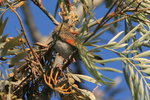 Eth_154 Red-headed Weaver F