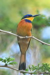 Eth_155 Blue-breasted Beeeater