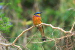 Eth_156Blue-breasted Beeeater